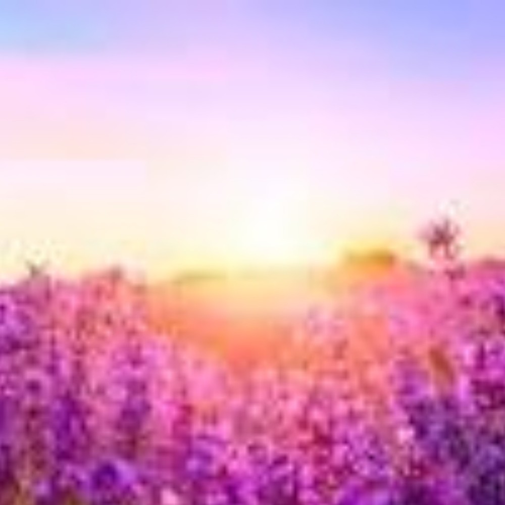 Meet your Posher, Lily